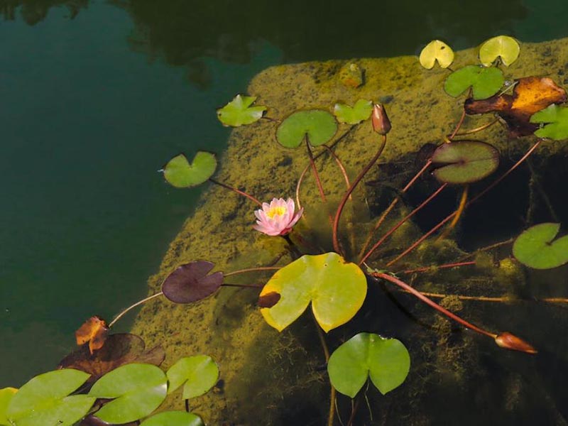 水產(chǎn)養(yǎng)殖水質(zhì)檢測的重要性