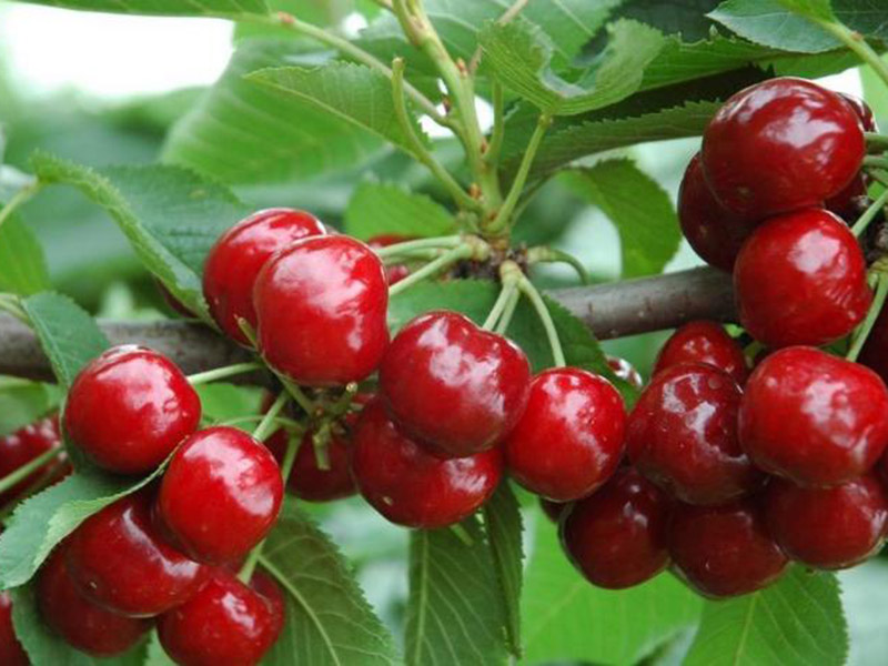 農(nóng)藥殘留速測(cè)儀促進(jìn)食品安全