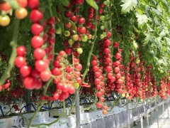 壽光菜博會開幕，智慧農(nóng)業(yè)不再是夢