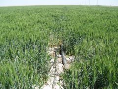 土壤鹽分速測(cè)儀，預(yù)防鹽堿地